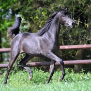 Bohemia Estopa SLM - Bronze Champion